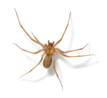 spider residential pest control kansas city exterminator