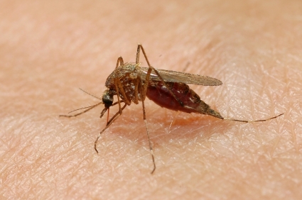 flea tick mosquito pest control kansas city exterminator