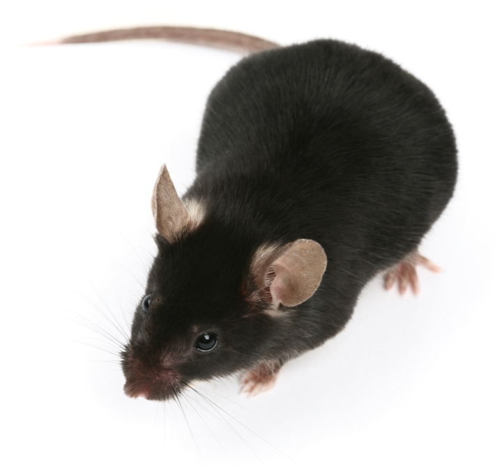 rat mice rodent control kansas city exterminator