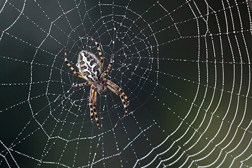 spider pest control kansas city exterminator