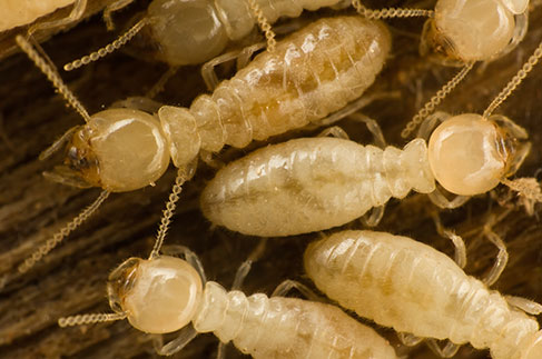 termite control kansas city