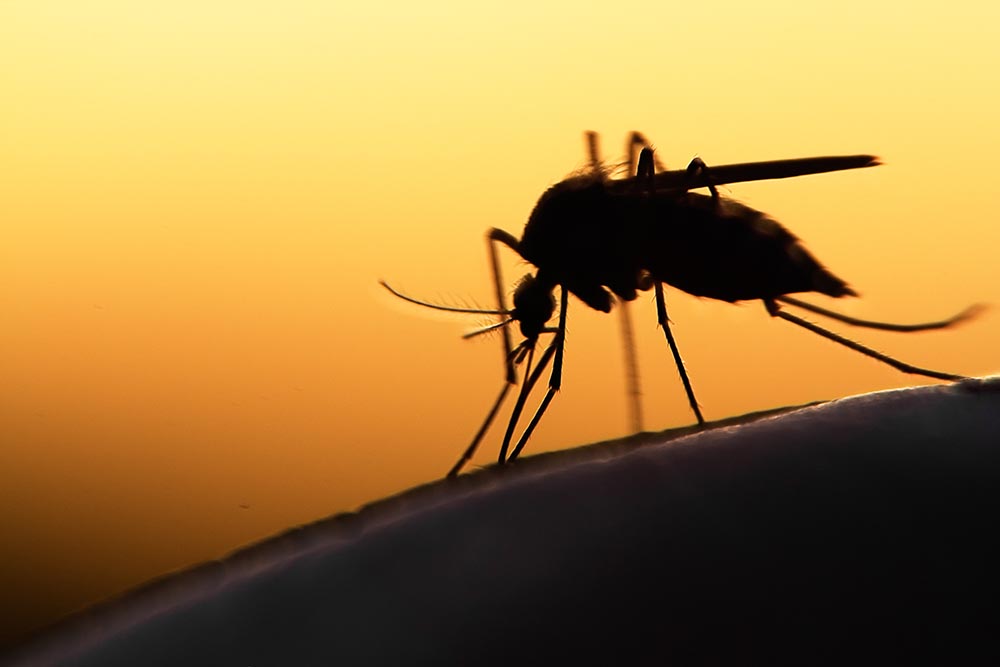 mosquito control kansas city