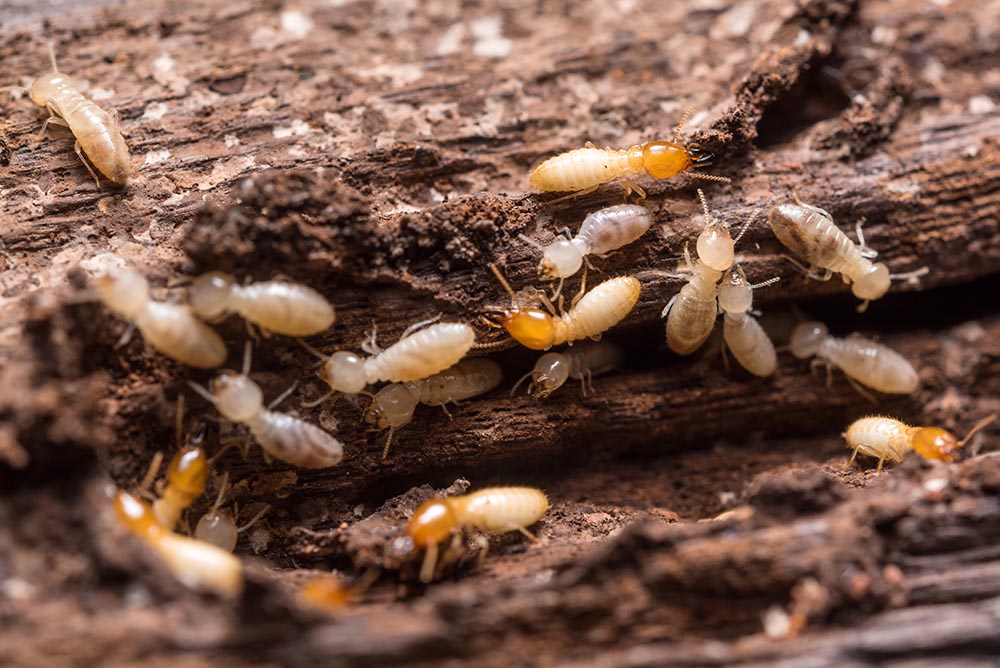 termite control kansas city | Advantage Termite and Pest Control
