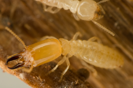 Important termite facts