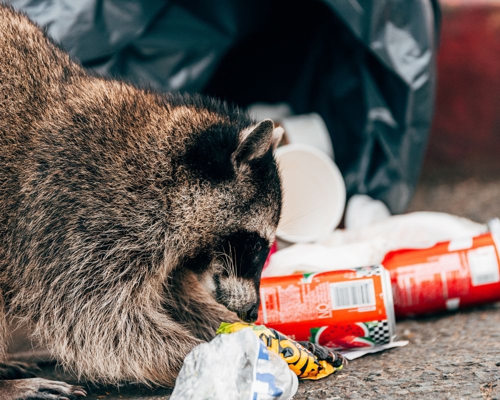 What to Do When You’re Dealing with Raccoons Near or Around Your Home