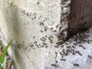 ant infestation on cement step- Advantage Termite & Pest Control