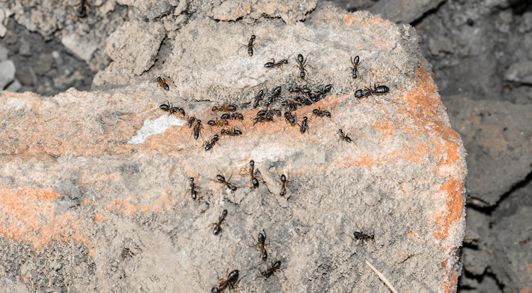 black ants on rock- Advantage Termite and Pest Control
