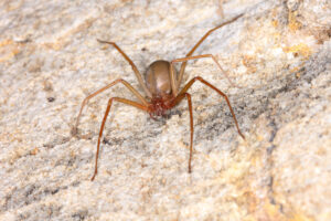 brown recluse spider- Advantage Termite and Pest Control