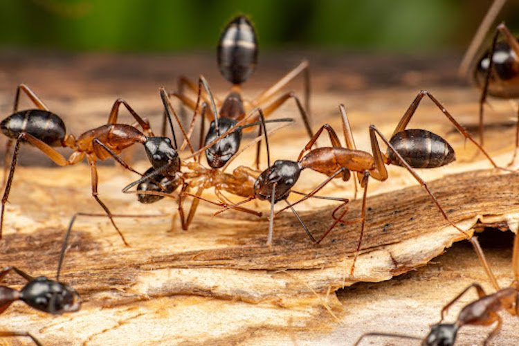 Carpenter ants on wood | Advantage Termite and Pest Control
