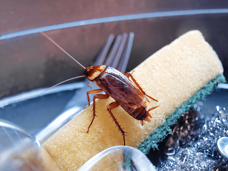 Cockroach on Top of Kitchen Sponge - Advantage Termite & Pest Control
