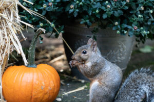 Squirrel Next to Pumpkin - Advantage Termite & Pest Control