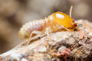 Kansas City Termites