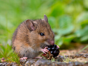 Mouse Eating Berry