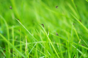 Treat Your Lawn for Pests