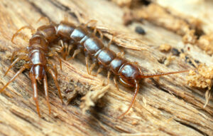Centipede on wood | Advantage Termite and Pest Control