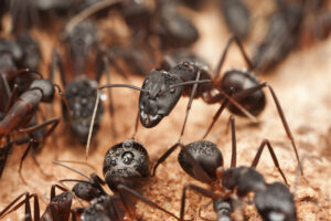 Close up of carpenter ants | Advantage Termite and Pest Control
