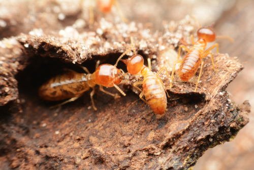 Termites on wood | Advantage Termite and Pest Control