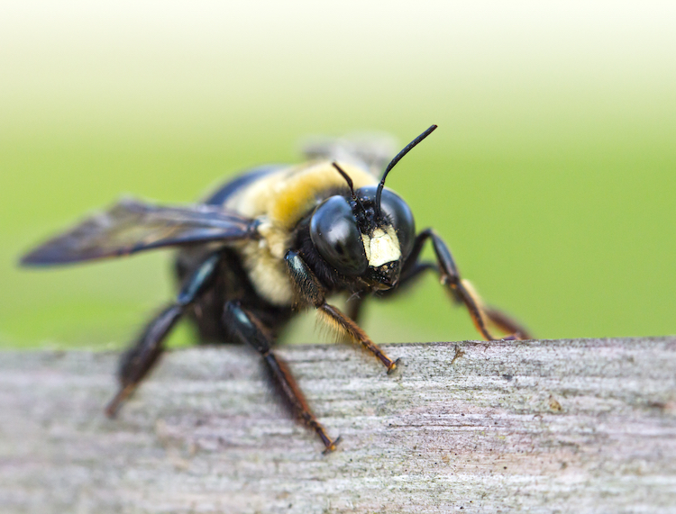 carpenter bee on wood ledge | Advantage Termite and Pest Control