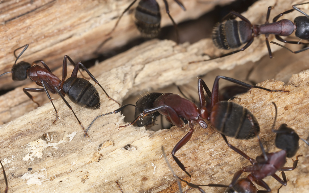 Carpenter Ants on Wood | American Manufacturing