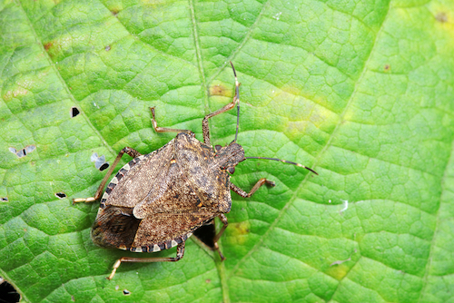 Stink Bug on Leaf | Advantage Termite and Pest Control