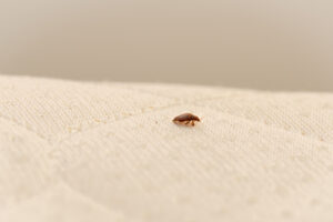 bed bug on mattress | Advantage Termite & Pest Control