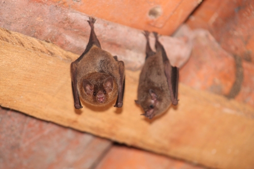 preventing bat entry | Advantage Termite and Pest Control