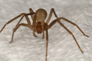 Brown recluse spider | Advantage Termite and Pest Control