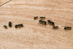 Carpenter Ants | Advantage Termite and Pest Control