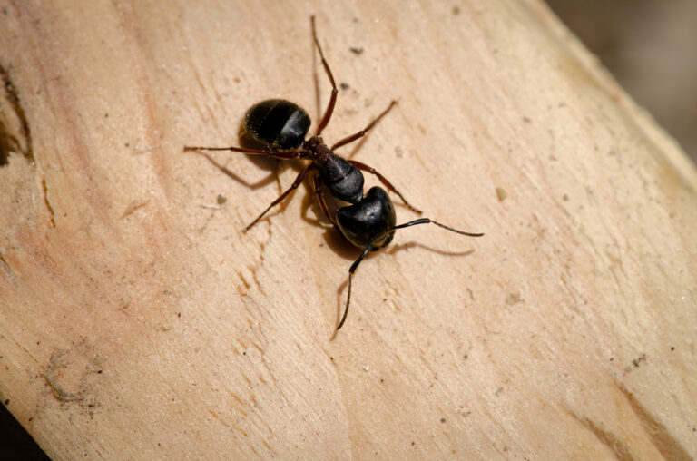 Professional Solutions for Carpenter Ant Prevention - Advantage Termite ...