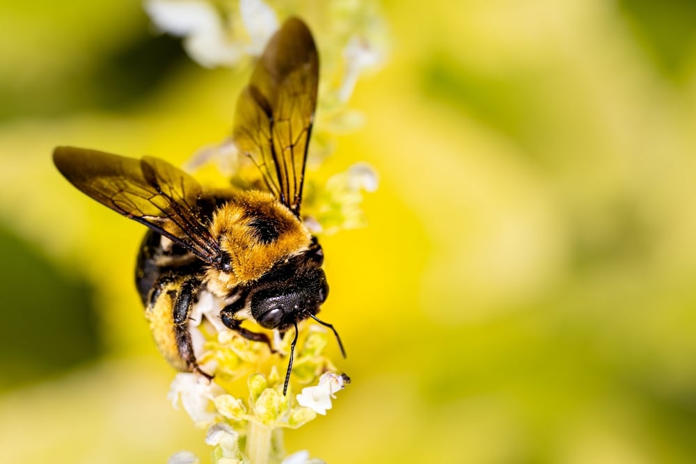 Carpenter Bee, a culprit of pest damage