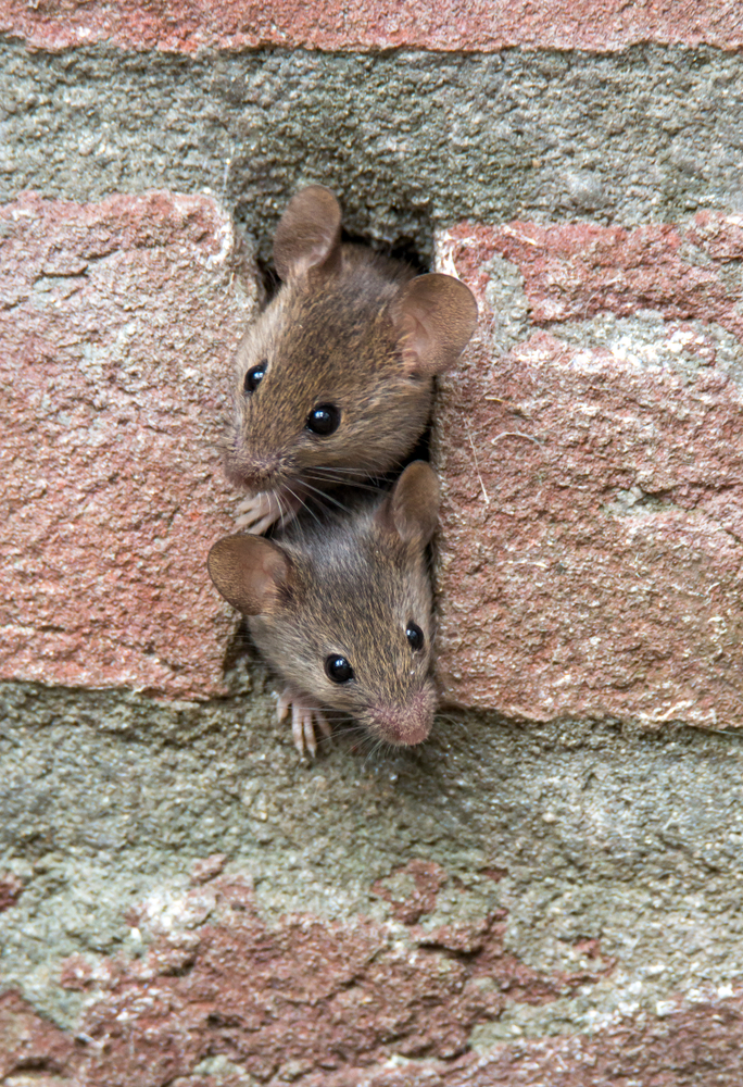 Image of mice inside of a brick attached to a home. A prime example of why mouse prevention is crucial