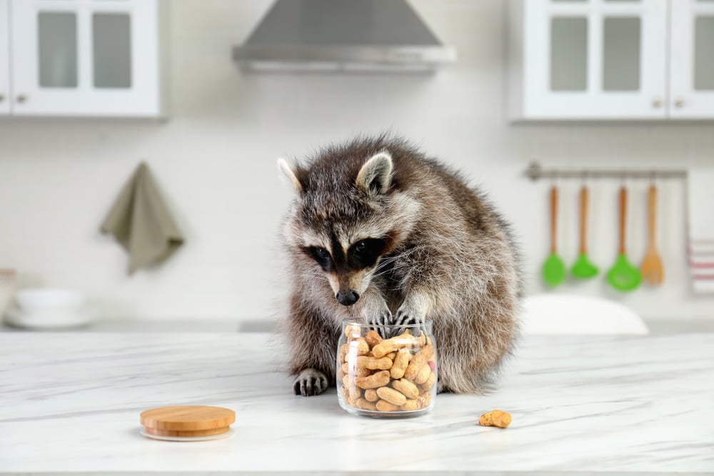 wildlife prevention - image of a raccoon eating nuts on a kitchen counter
