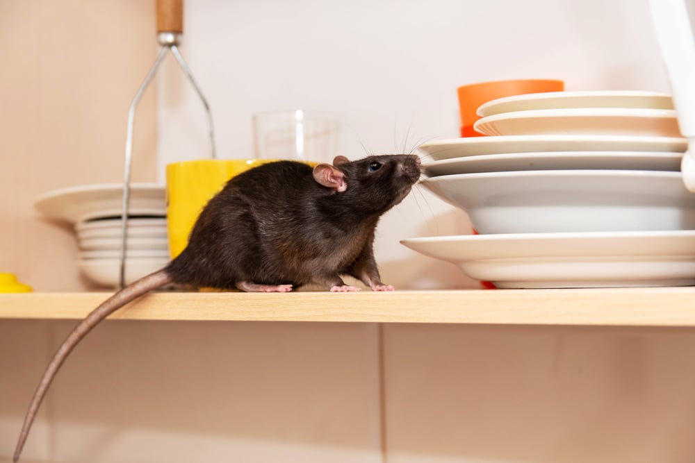 Rodent Control Kansas City - image of a rodent sniffing dishes