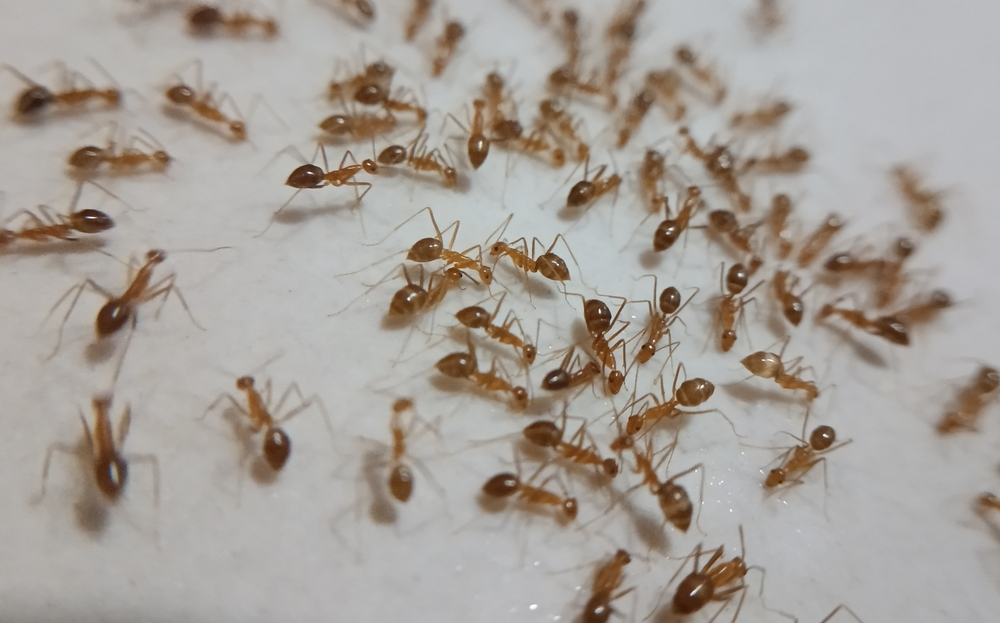 Winter Pest Control - image of a cluster of ants