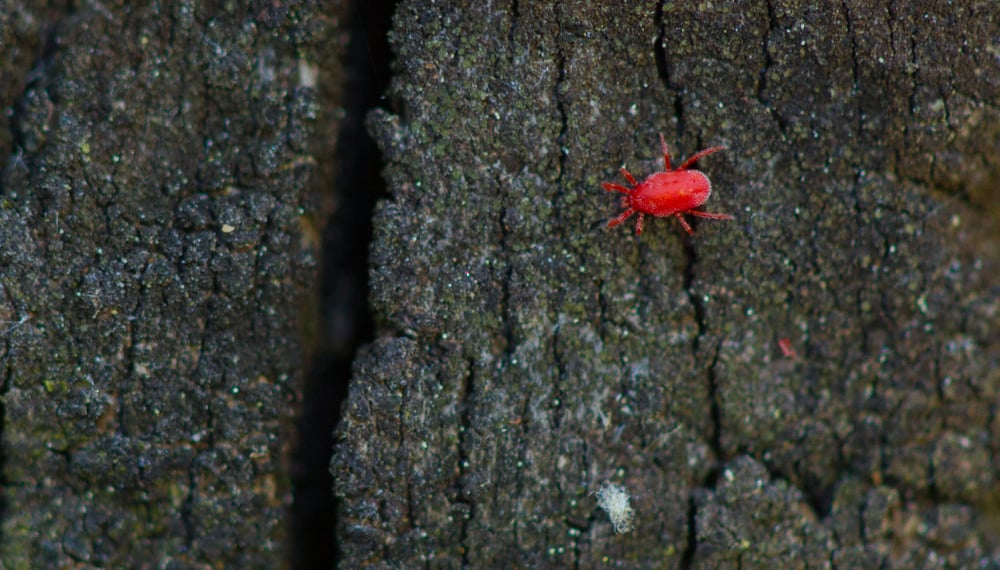 clover mites image