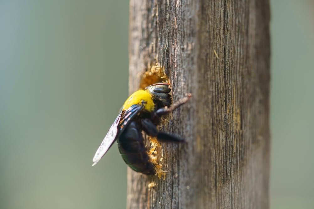 Carpenter bee control - image of a carpenter bee