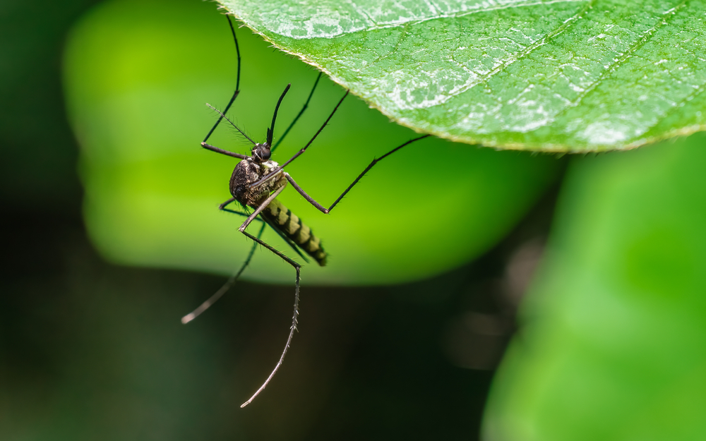 Kansas City Mosquito Control