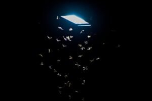 image of termite swarmers