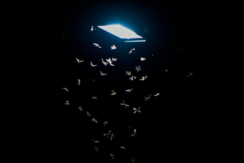 image of termite swarmers