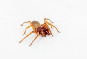 Image of a brown recluse spider