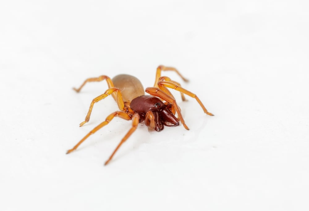 Image of a brown recluse spider