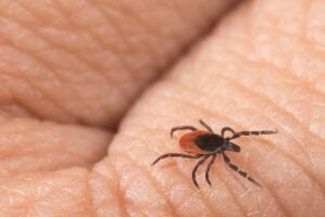 Tick Control Kansas City - image of a tick on a persons hand