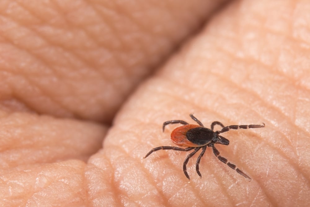 Tick Control Kansas City - image of a tick on a persons hand