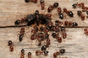 carpenter ants vs termites - image of ants