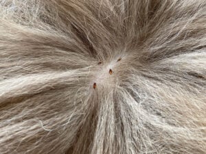 flea infestation - image of a close up of a cat with fleas