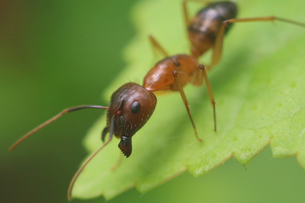 Pest Control Kansas City - image of a carpenter ant