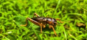 an image of a cricket. Advantage offers summer pest control services to keep your free home from crickets and other pests.