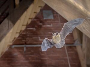 Kansas City Wildlife Removal - image of a bat in an attic