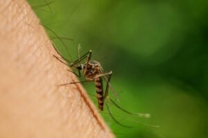 Mosquito Control Kansas City