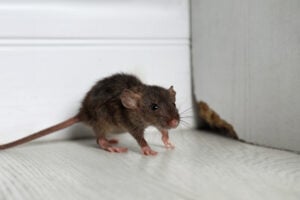 mouse removal - image of a mouse that just crawled out of it's hole